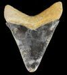 Serrated Megalodon Tooth - Bone Valley, Florida #48691-1